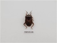 藏品(半翅目)的圖片